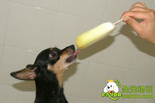 狗狗吃雪糕
