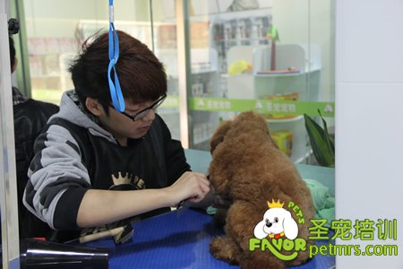 學員實犬操作-圣寵