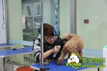 貴賓犬實(shí)操護(hù)理