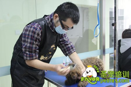 貴賓犬實(shí)操護(hù)理訓(xùn)練