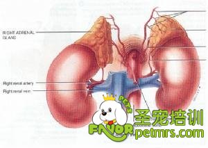 犬腎上腺皮質機能減退