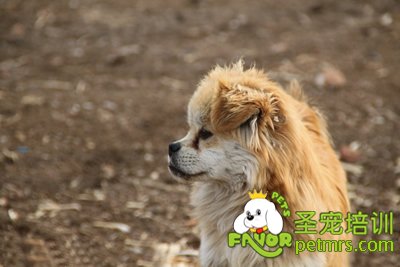 犬甲狀腺機能亢進