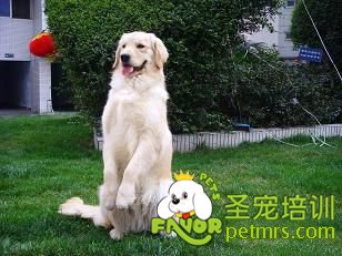 金毛