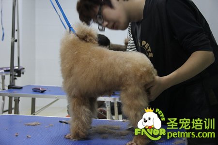 學員實犬操作