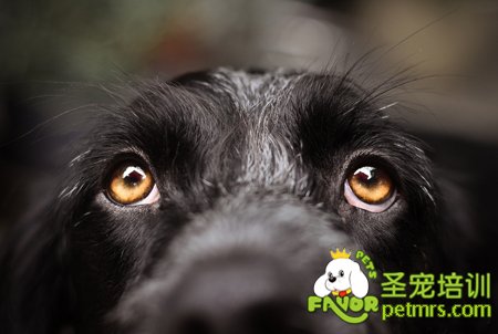 狗狗眼睛