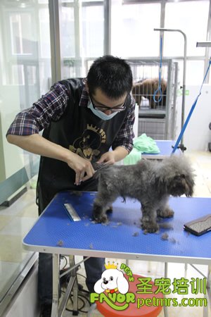 學(xué)員實犬操作