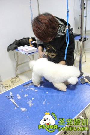 圣寵學(xué)員實(shí)犬操作