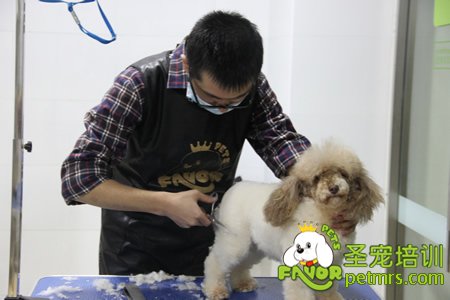 圣寵學員實犬操作