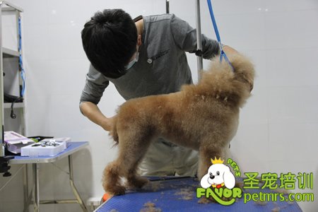 學員實犬操作課程
