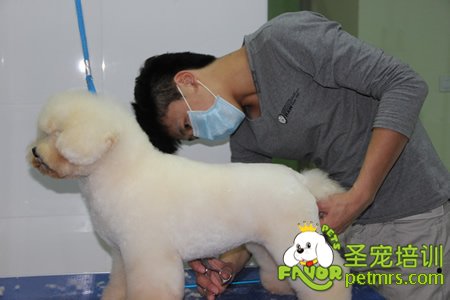 圣寵寵物學員比熊犬實犬操作