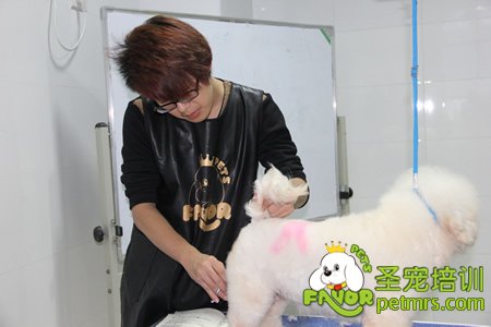 圣寵學(xué)員比熊犬實犬操作
