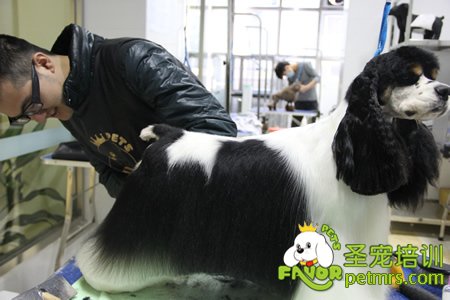 圣寵學員可卡犬實犬操作