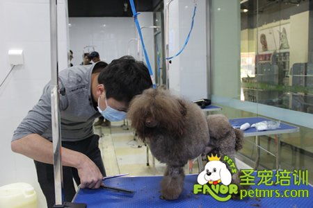 圣寵學員貴賓犬實犬操作