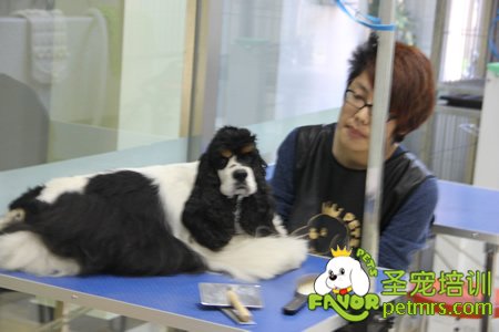 圣寵寵物學員貴賓犬犬實犬操作