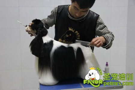 老師給學生講解并示范可卡犬修剪