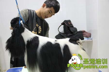 圣寵寵物可卡犬修剪課程