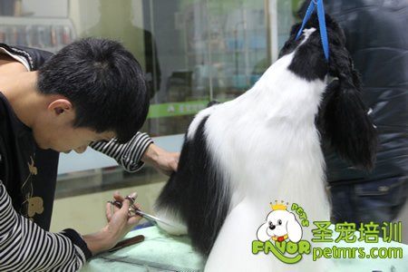 老師給學生講解并示范可卡犬修剪