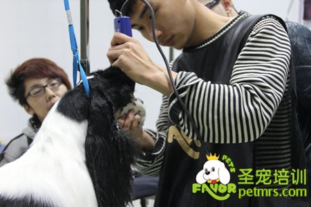 老師給學生講解并示范可卡犬修剪