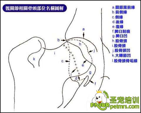 狗狗關節
