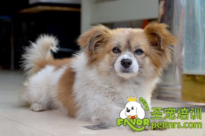 可愛(ài)狗狗