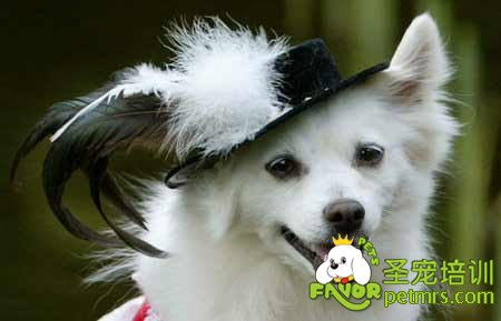 狗狗日常生活