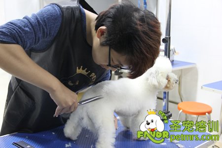 圣寵寵物學(xué)員實操課實犬操作