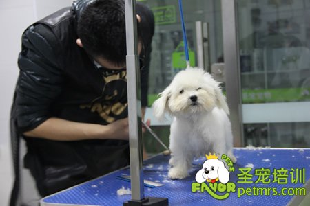 學(xué)員實(shí)犬操作
