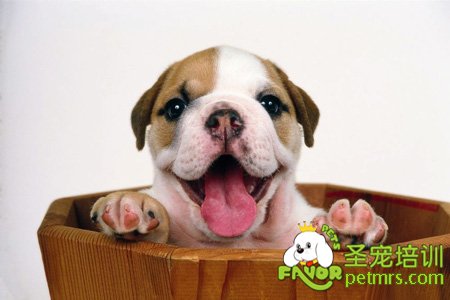犬舌下出現(xiàn)囊皰