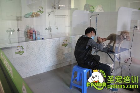 圣寵寵物畢業的學員
