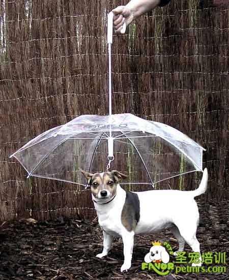 狗狗淋雨