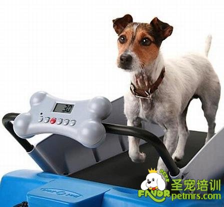 狗狗鍛煉