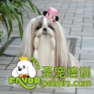 狗狗毛發(fā)