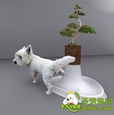 狗狗撒尿