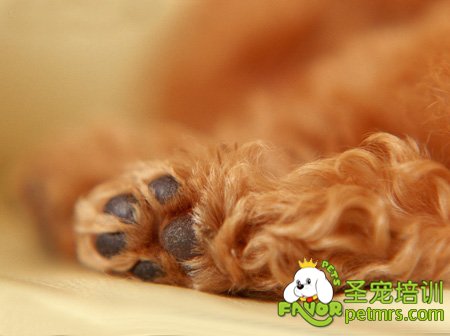 狗狗爪子養護
