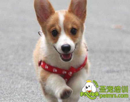 可愛狗狗