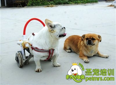 狗狗產(chǎn)后癱瘓