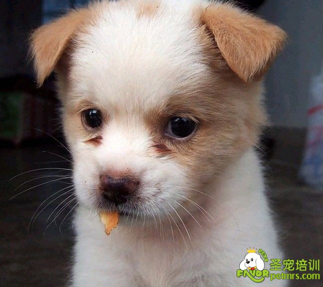可愛狗狗
