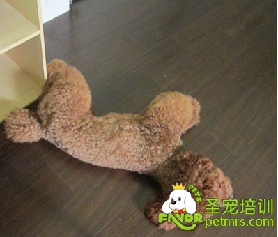 狗狗昏迷