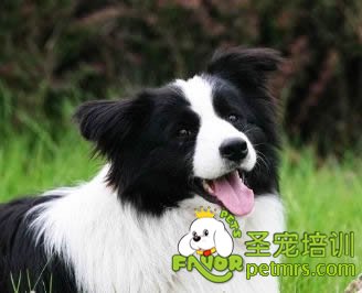 狗狗的毛發