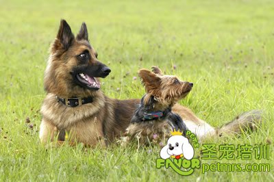 可愛狗狗