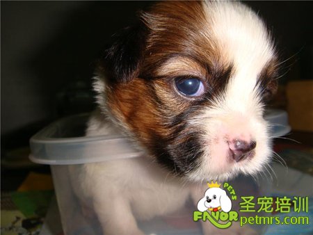 狗狗眼睛