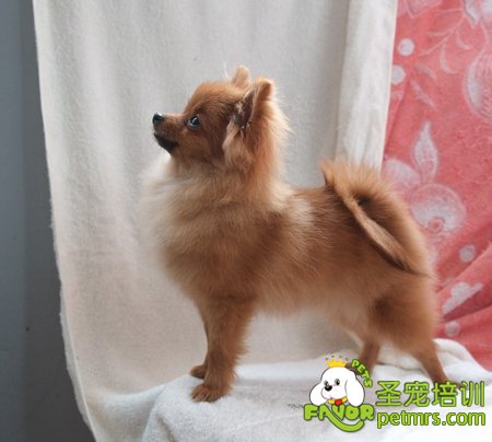 狗狗維生素D過多