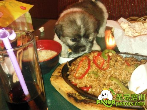 狗狗吃肉