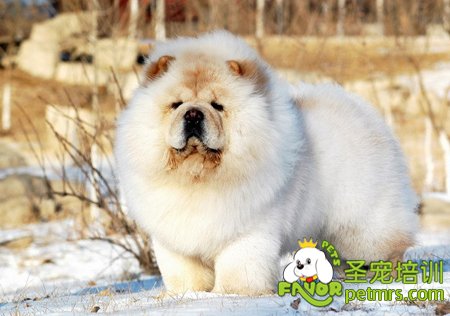 松獅犬