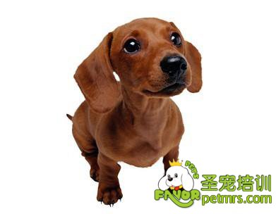 狗狗眼角膜