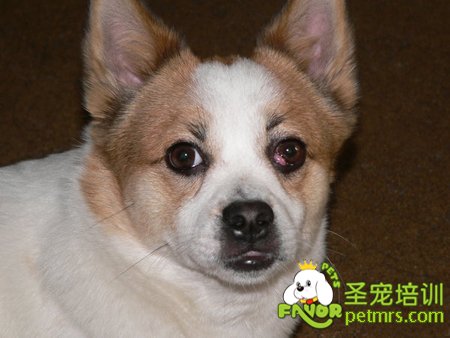 可愛狗狗