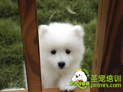 可愛狗狗