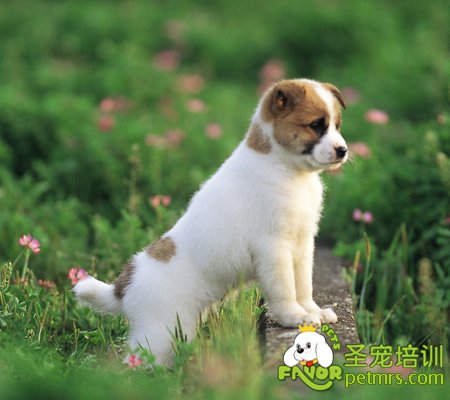 狗狗身體健康