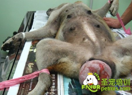 狗狗腫瘤