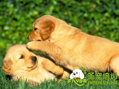 狗狗飼養